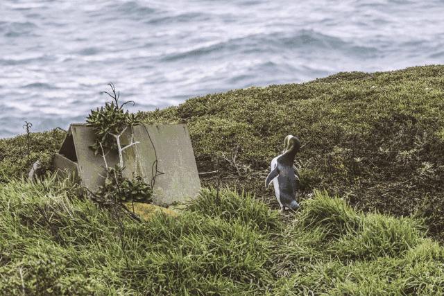 浪漫、纯净、刺激…我想要的精彩尽在新西兰