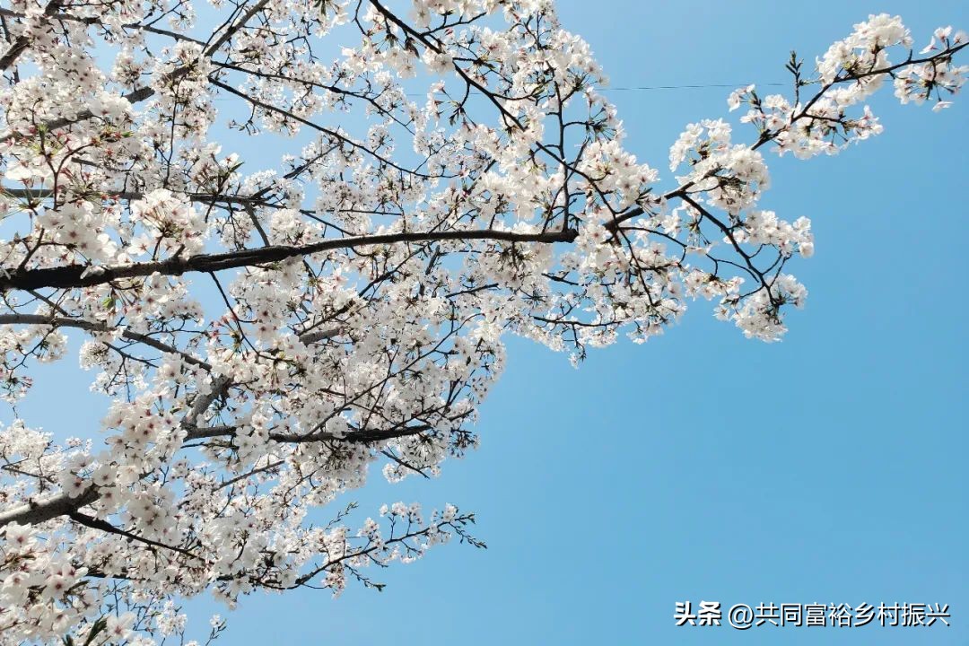 乡村振兴项目招标流程,乡村振兴集体产业项目收益流程