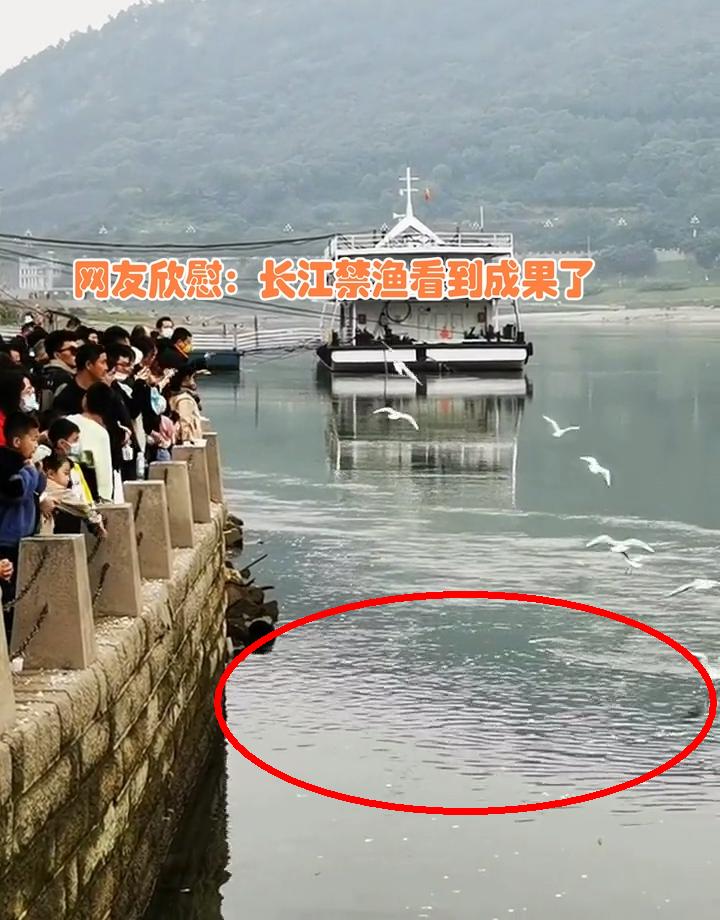 实拍合江门：成群肥硕大鱼聚集岸边，长江离鱼多成灾还有多远？
