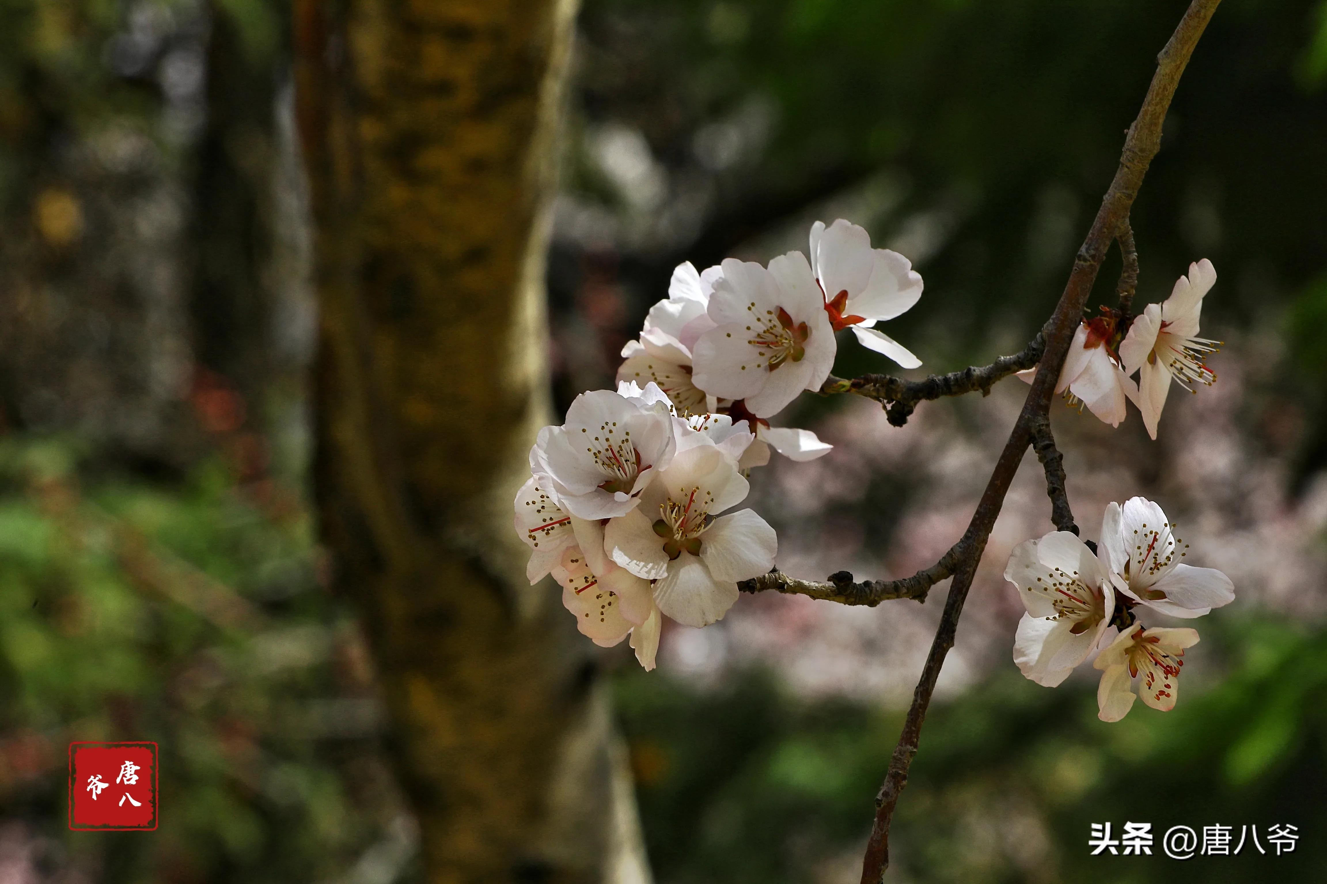 在春暖花开阳光明媚的日子里,在春暖花开的日子里歌曲
