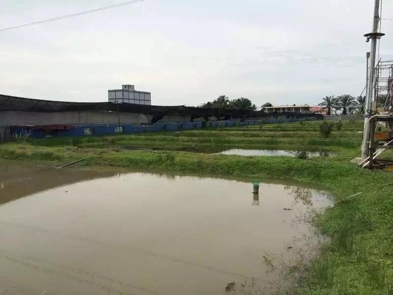 水族爱好者龙鱼,马来买的龙鱼如何带回国内