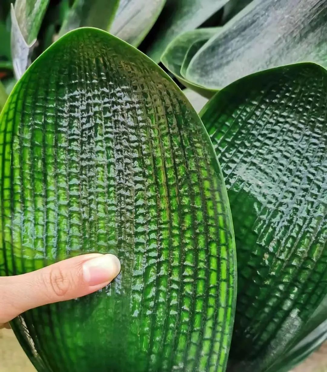 君子兰的叶片长得越来越短,君子兰叶子越来越窄怎么处理