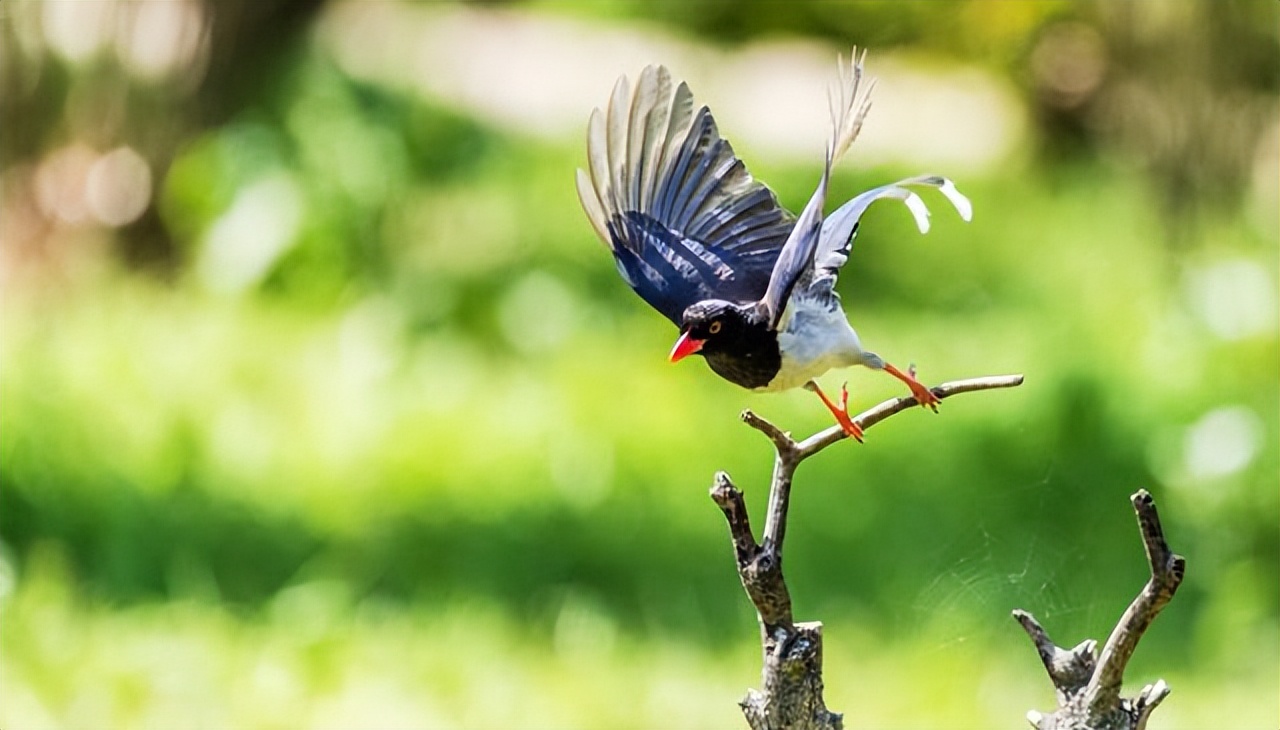 厦门行道树鸟攻击人,厦门鸟攻击人