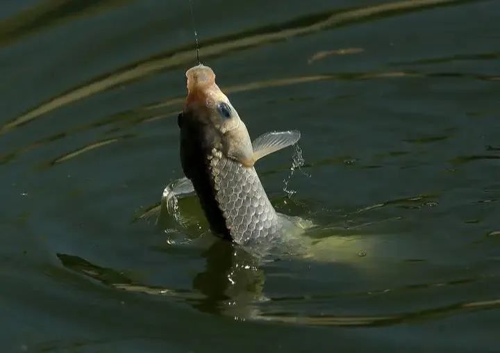 @钓鱼爱好者,这里有场钓鱼比赛邀你来参加