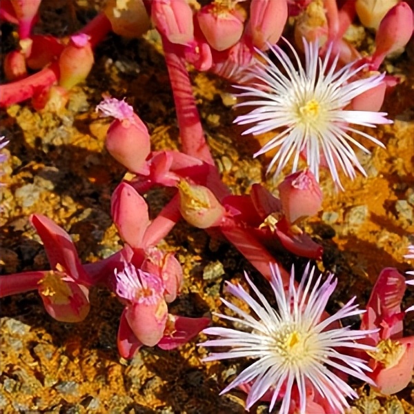 102个大类近500个多肉植物图片，都极其美丽，建议在家中也养一盆