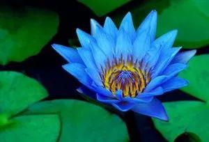 睡莲无比秀丽无比纯洁,蓝睡莲寓意