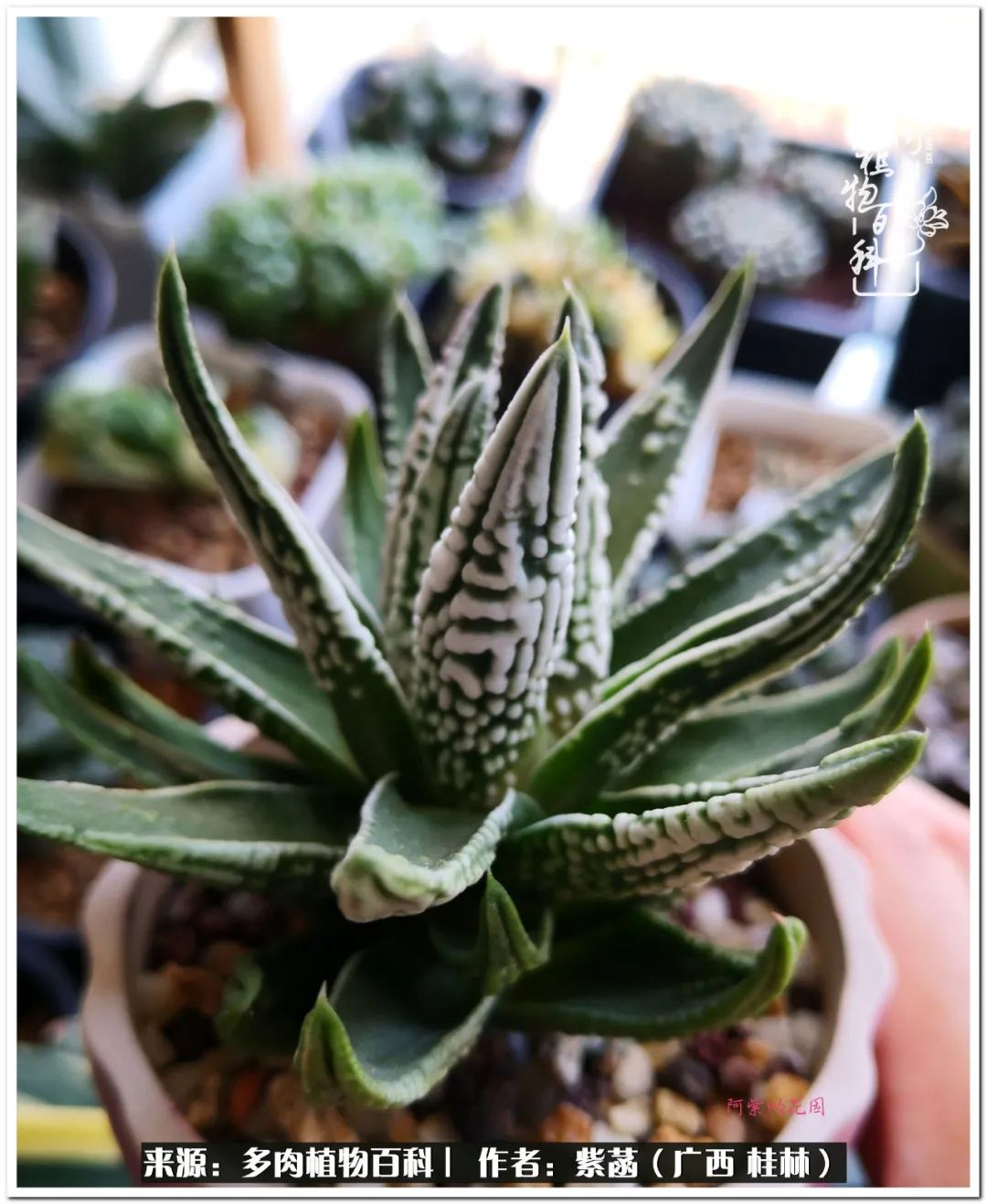 酷暑里的关爱，如十二卷般透亮绵长