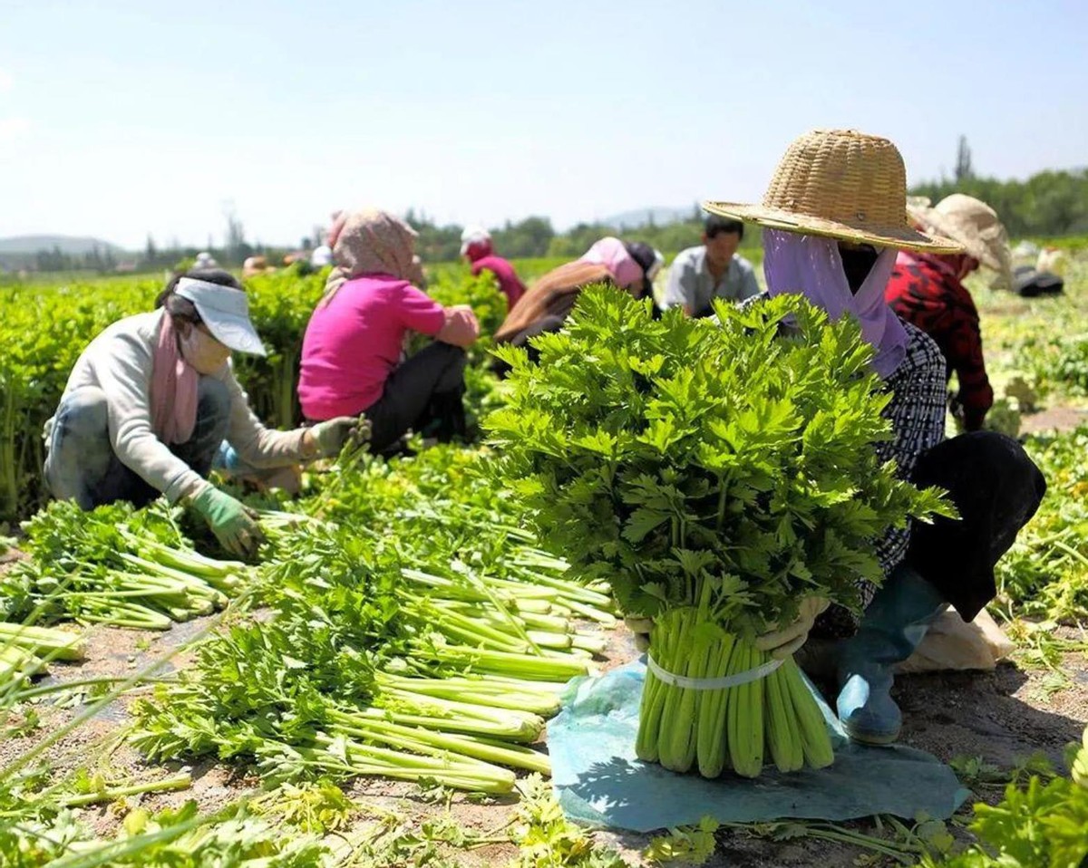 世界上最孤独的国家有多孤独？节假日商铺全关，却令无数人向往