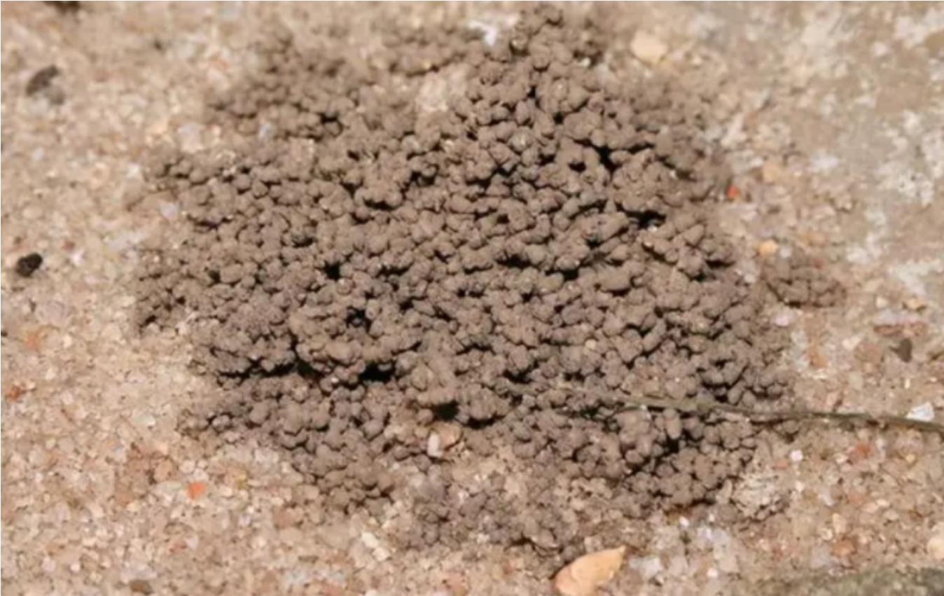 电蚯蚓危害真实案例,电蚯蚓出事故