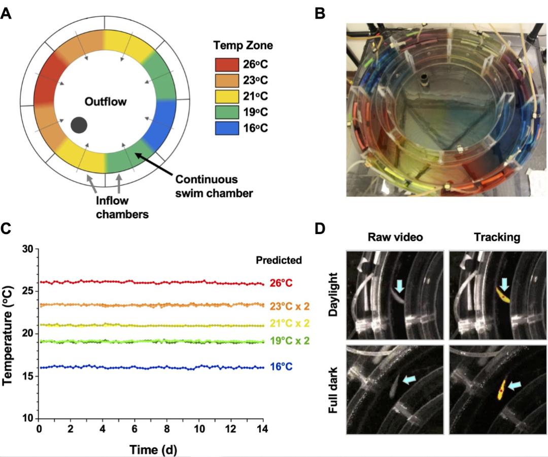 发烧可能是件好事，新研究表明：低烧有助于更快清除感染？