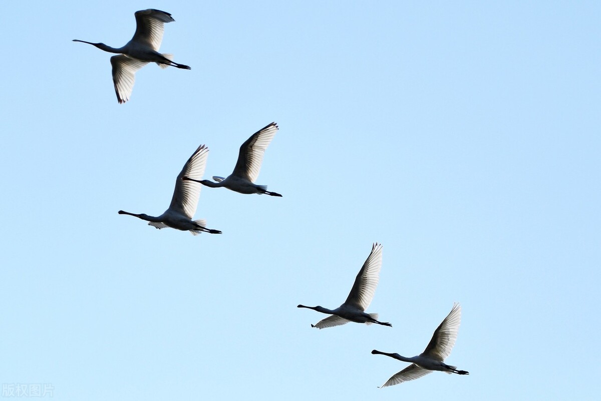 各个国家的国宝大全,世界上的各个国家的国宝