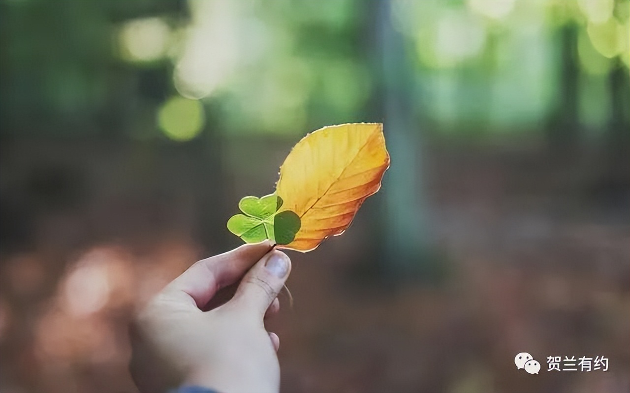 既见君子云胡不喜作品,既见君子云胡不喜全诗