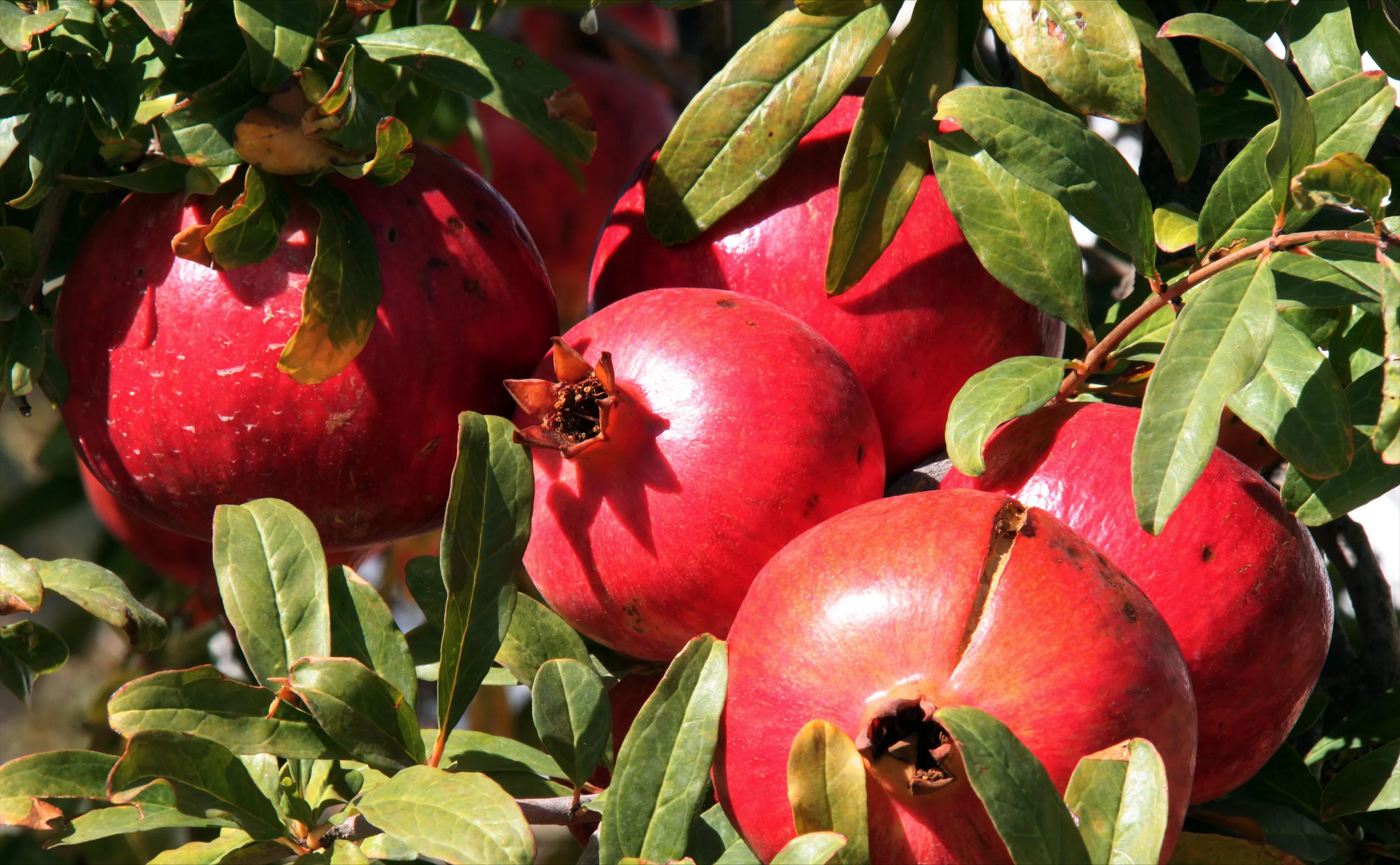 新疆水果中哪些水果最好吃最有名,两种新疆的特色水果