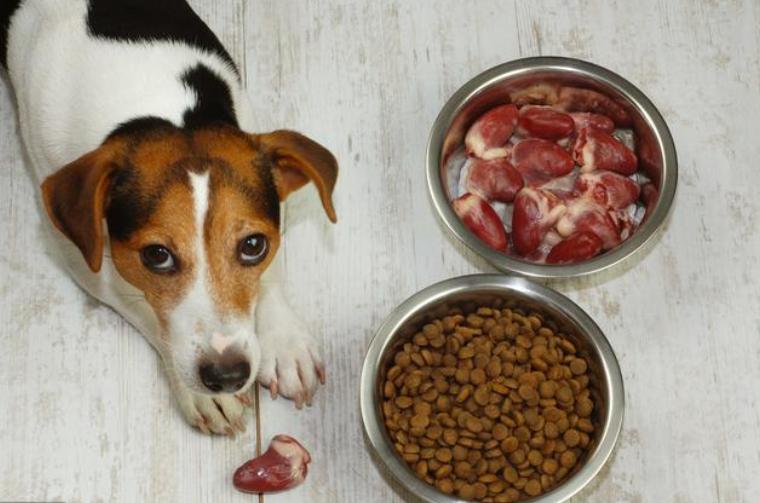 萨摩耶掉毛过程,萨摩耶铲屎官完整版