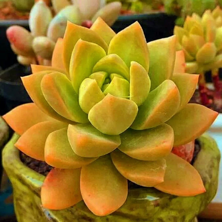 爱徒长的黄丽别嫌弃，3月控一控，养成漂亮“宝石花”