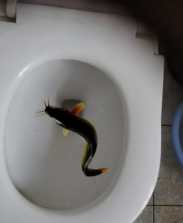 马桶堵了用手电钻疏通,马桶堵了袜子快速疏通