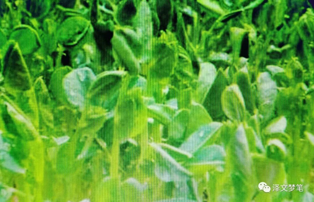 好吃豌豆苗,宝应美食视频