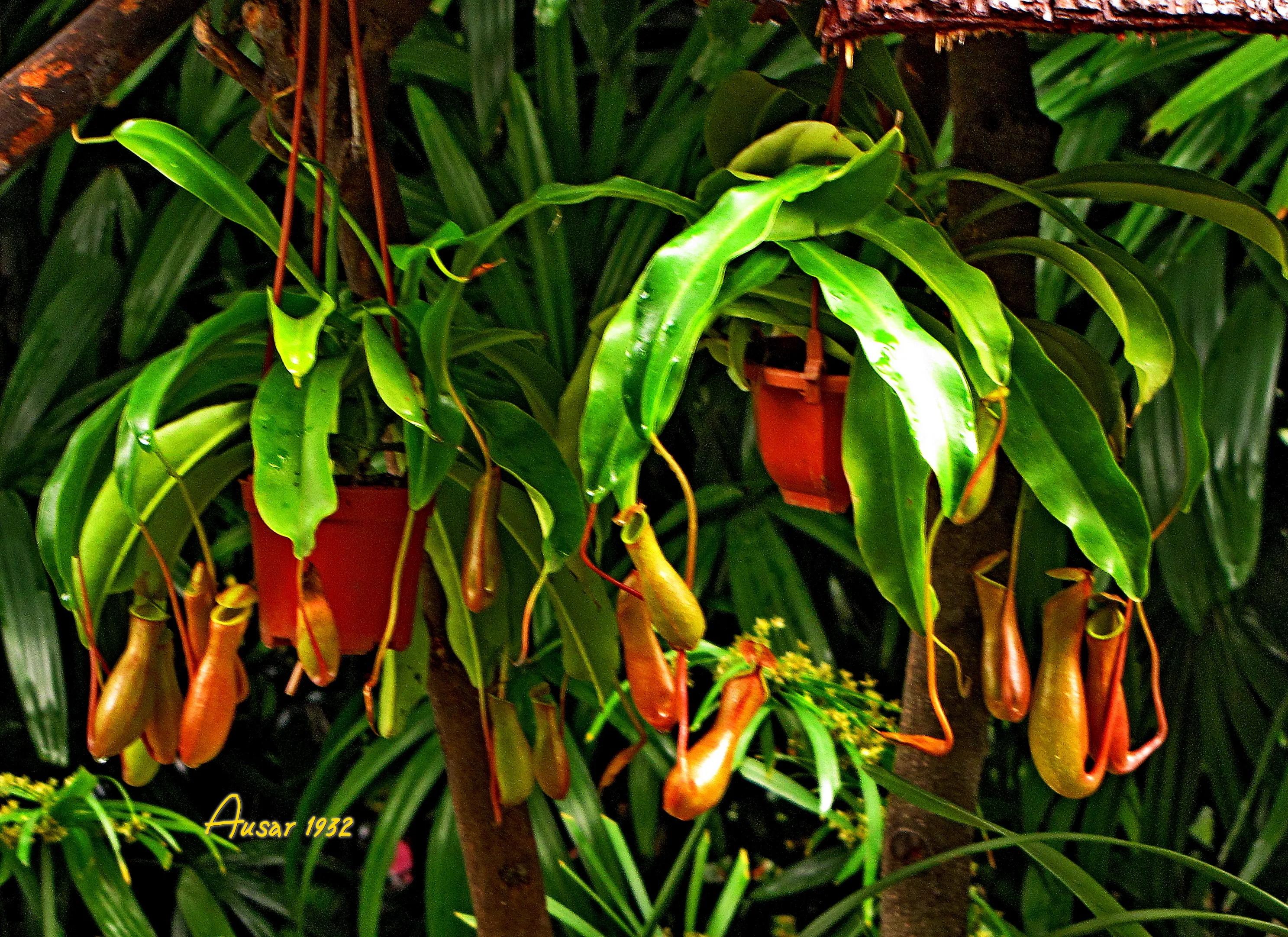 猪笼草捕食昆虫的过程视频,猪笼草捕食昆虫视频完整版