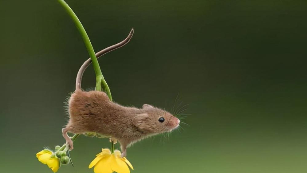 鼠王被抓叫来老鼠报复咬人,老鼠爬到床上为什么还会咬人