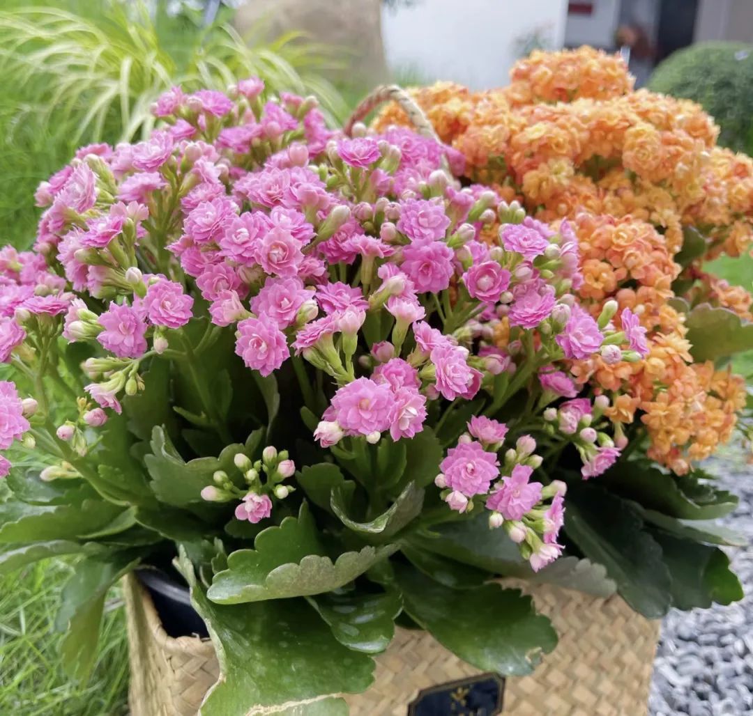 养花就养这几款好养易活,新手养花如何养便宜又好看