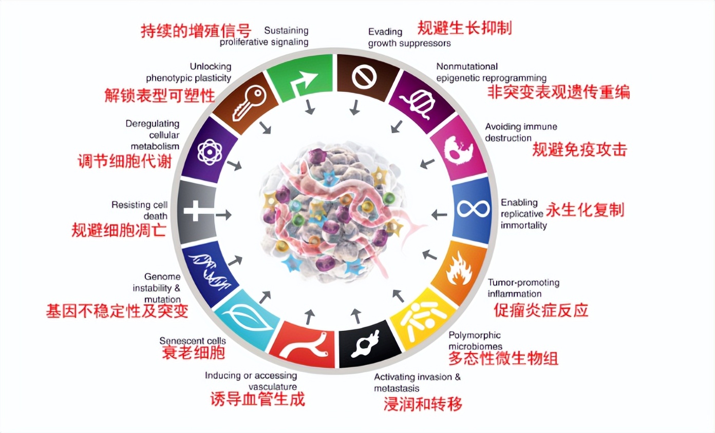 癌症细胞的结构,假如人类身体里只有癌细胞