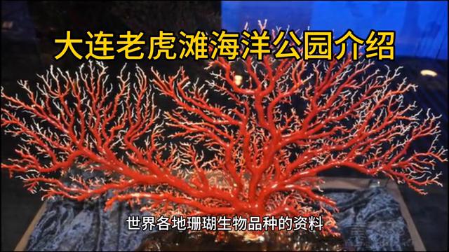 大连老虎滩海洋公园极地馆,大连老虎滩海洋公园老年票