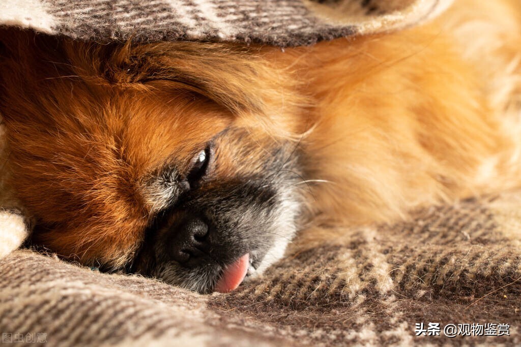 狗催吐后吃什么缓解,狗催吐吃什么最好