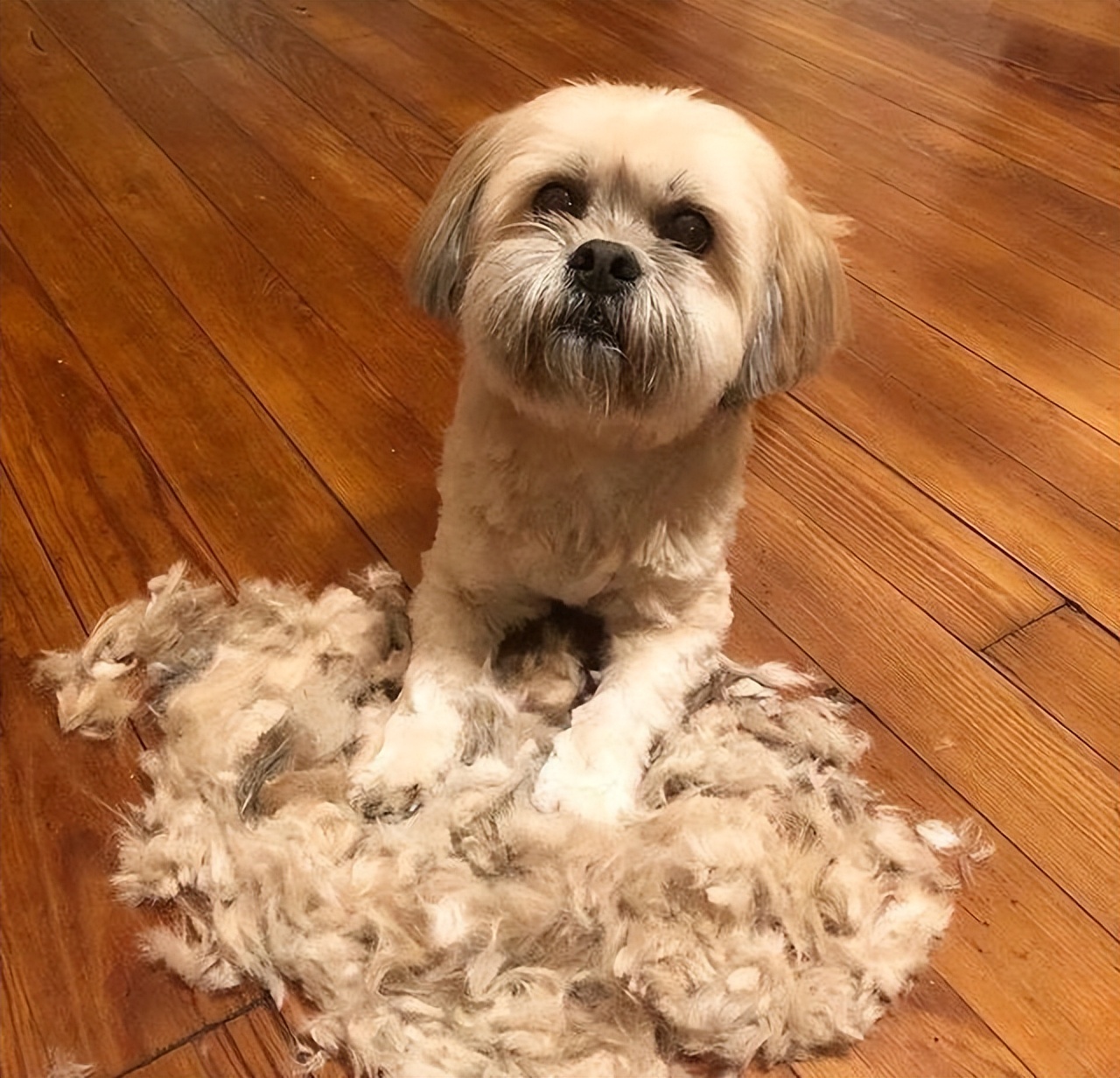 养狗对抑郁症有什么好处和坏处,养狗的4大好处