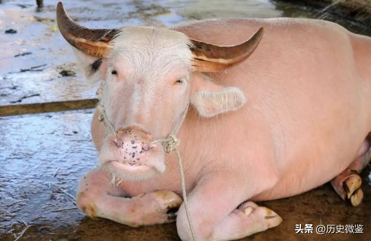 一头成年水牛值多少钱,二十几年的水牛值多少钱