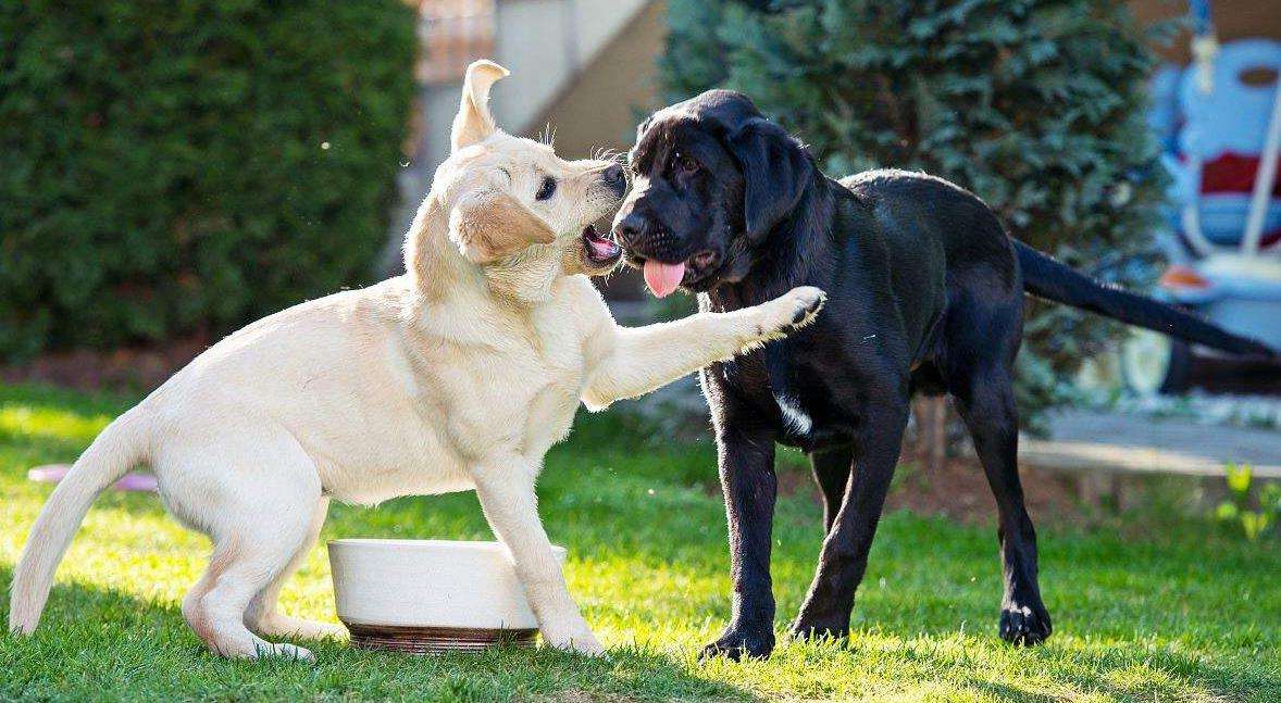 狗狗在配种时，为什么不能去打扰呢？