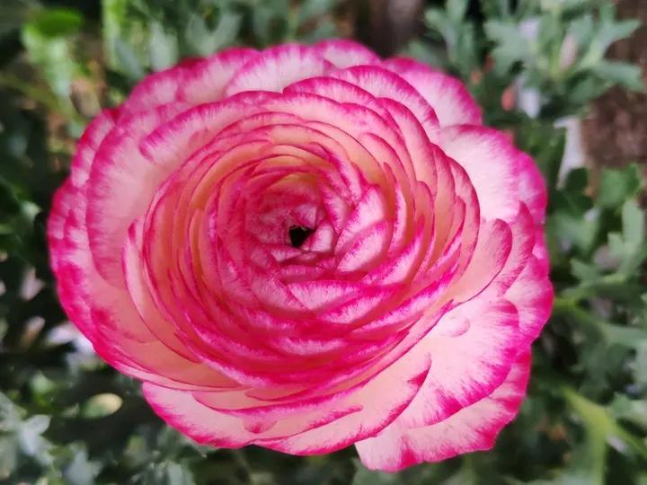 适合新手养的花春天,5种坑人的花你知道有哪些