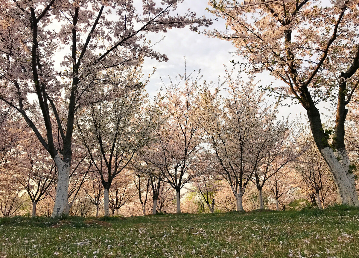 世界赏樱胜地东湖樱园樱花盛开,中国赏樱胜地堪比日本东京
