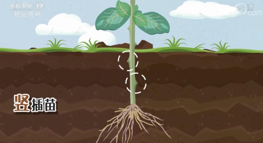 农村妇女回家创业，意外发现商机，竟把猪都不吃的红薯梗卖出天价