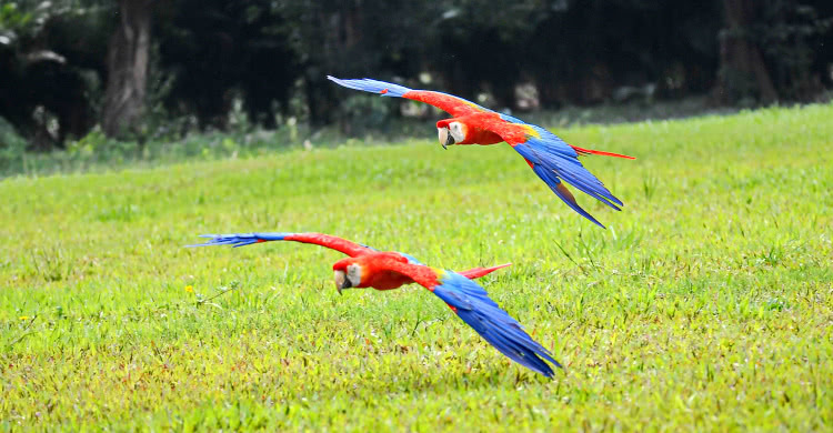 广州长隆熊猫酒店蝴蝶谷,广州长隆熊猫主题酒店五一