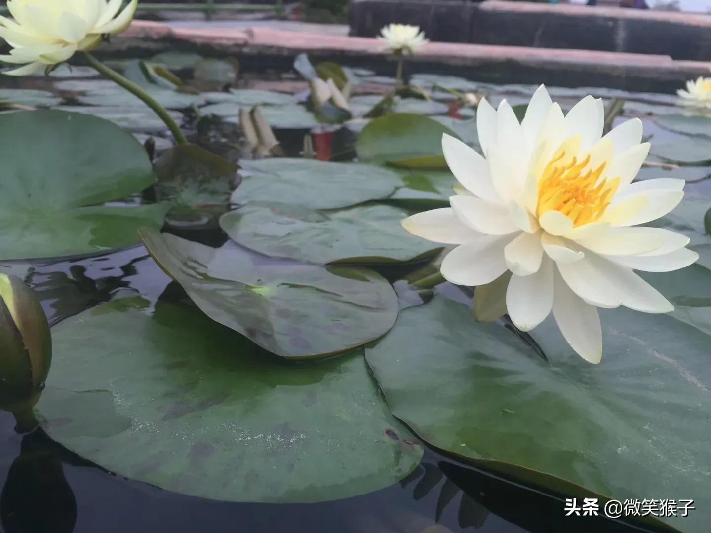城市里的氧吧，广州番禺莲花山风景区