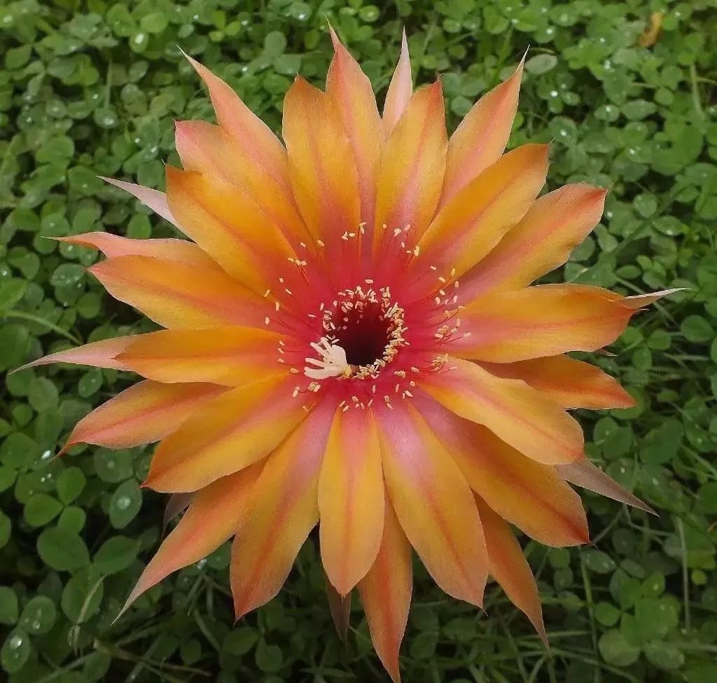 200种·仙人球开花图鉴，大开眼界，美到爆