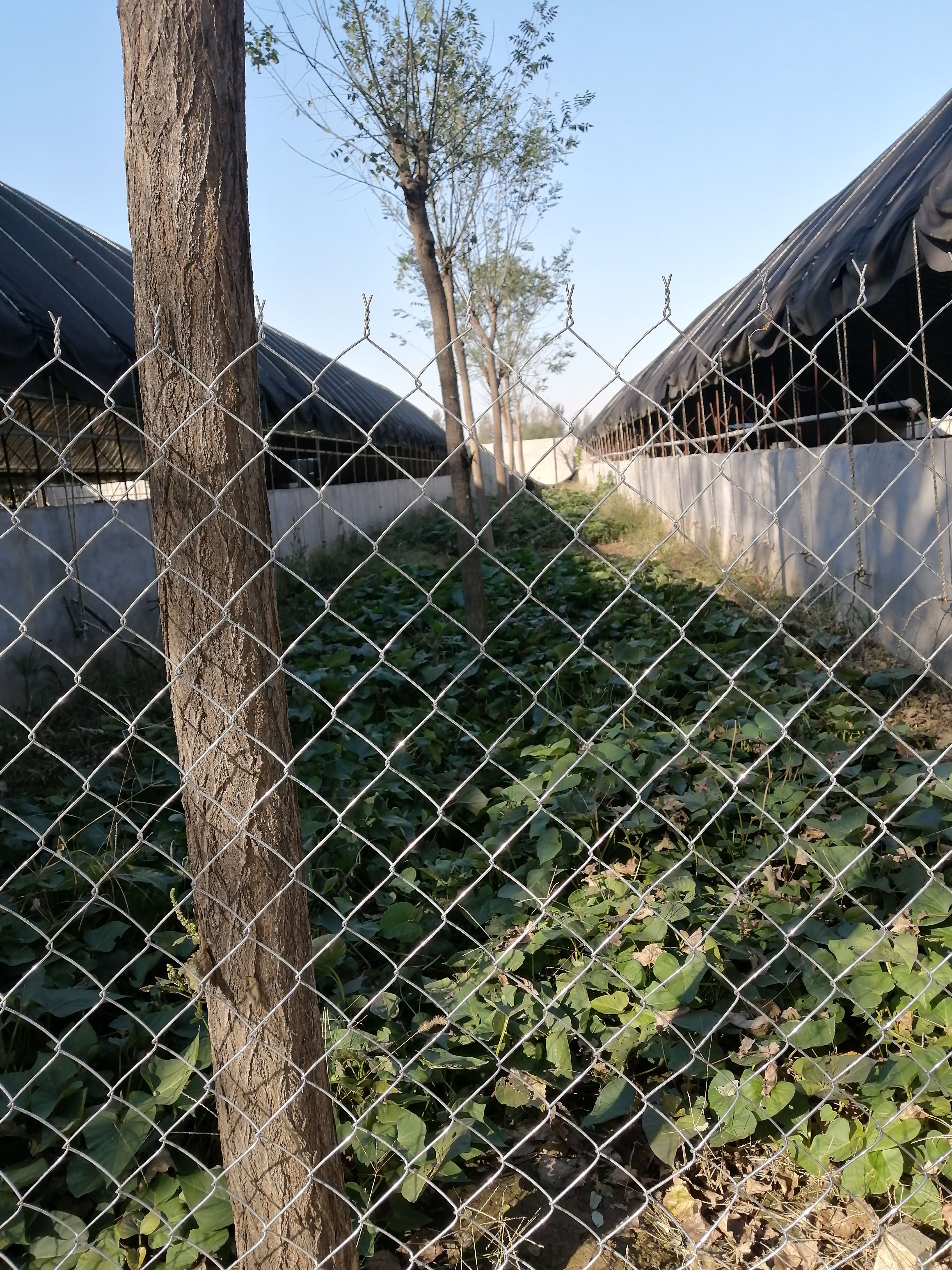 菜园围栏网防鸡,防鸡围栏网