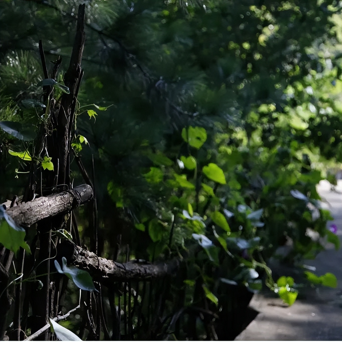 一位优雅的公主享用下午茶,一位优雅的公主正在享用下午茶