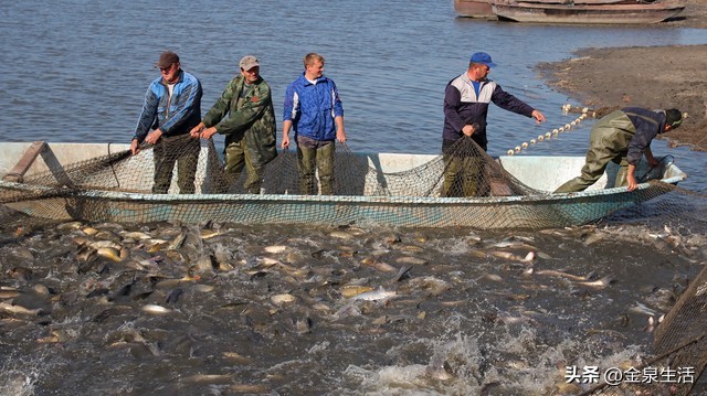 人工饲养鲫鱼最佳水深多少合适,人工饲养的鲫鱼和野生的营养区别