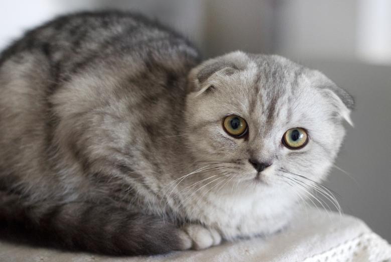 巴哥犬最大的特点,巴哥犬的3个优点和4个缺点