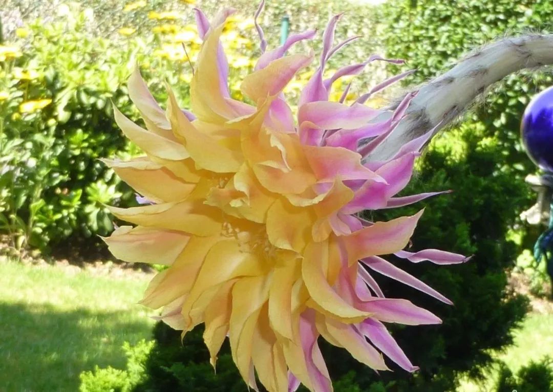 200种·仙人球开花图鉴，大开眼界，美到爆