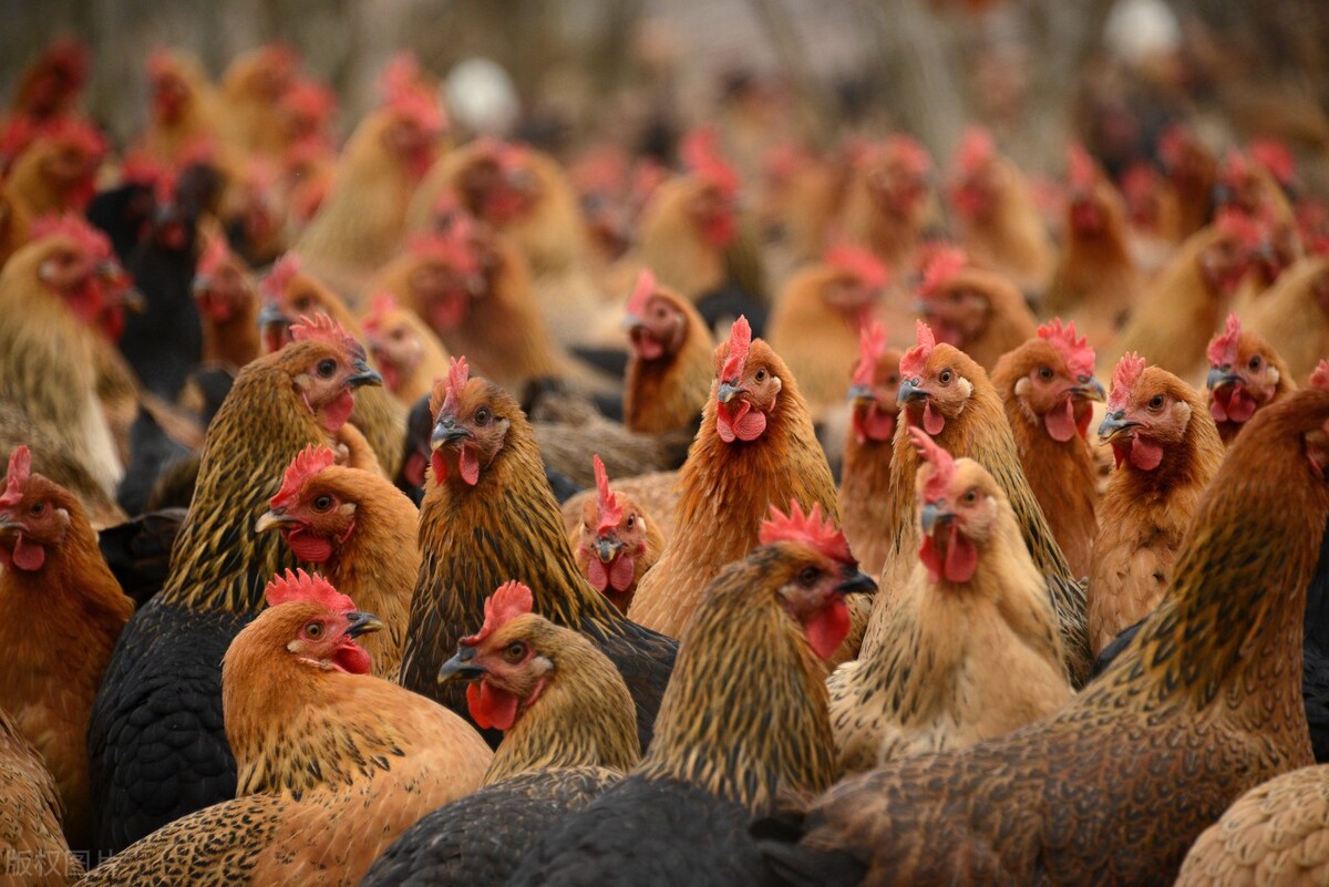 家禽疾病,禽李氏杆菌病