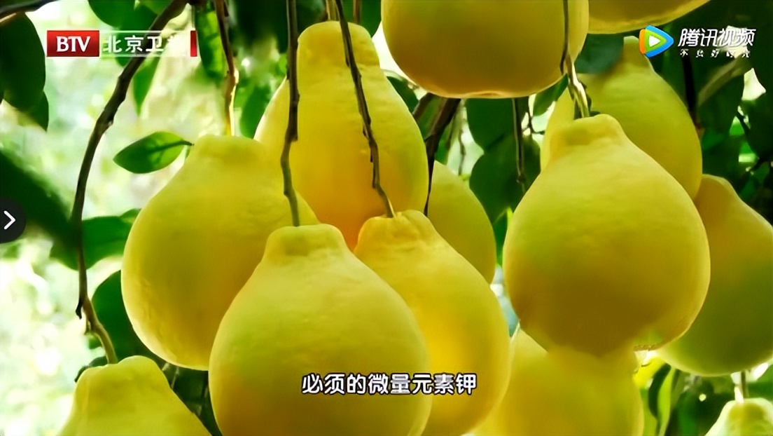 柚子益处,柚子降糖功效与作用