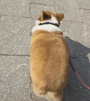 柯基比熊哪个聪明,柯基比熊博美哪个比较聪明