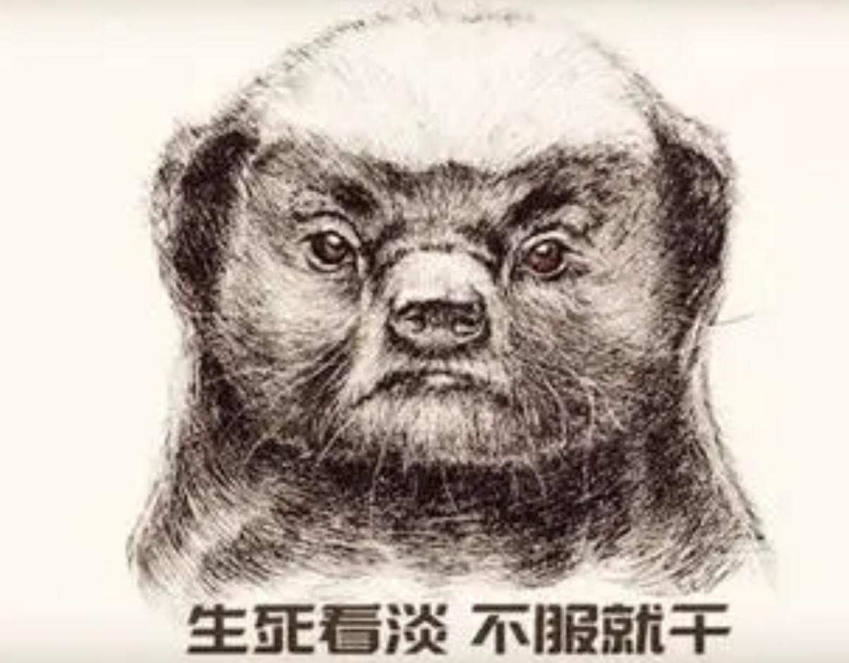 藏獒在猛犬界的地位,曾经火爆的藏獒