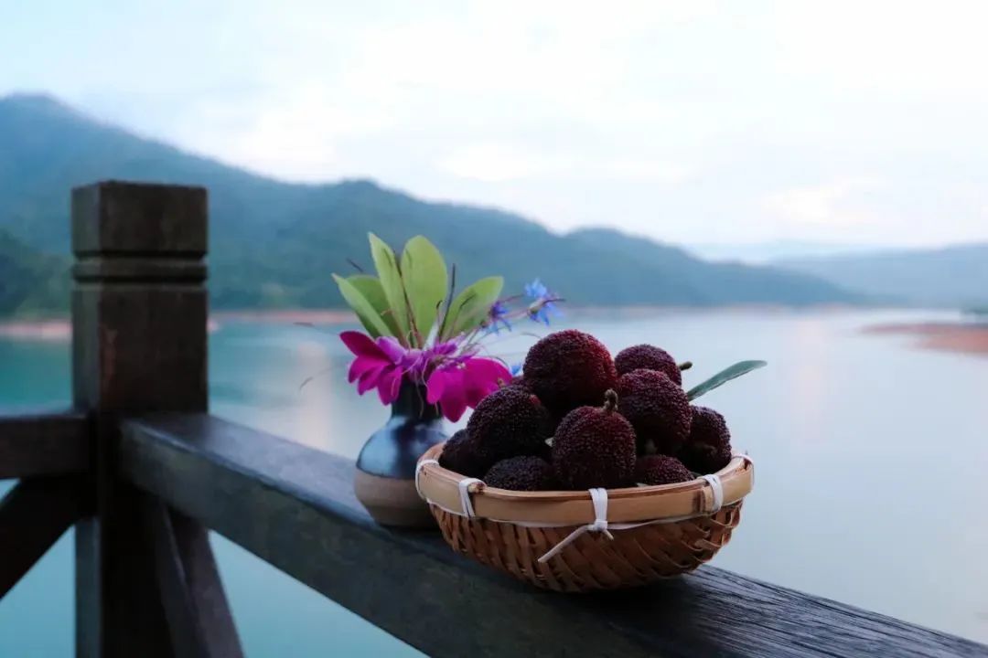 带你们体验摘杨梅的乐趣,酸酸甜甜的杨梅有谁陪我一起采摘