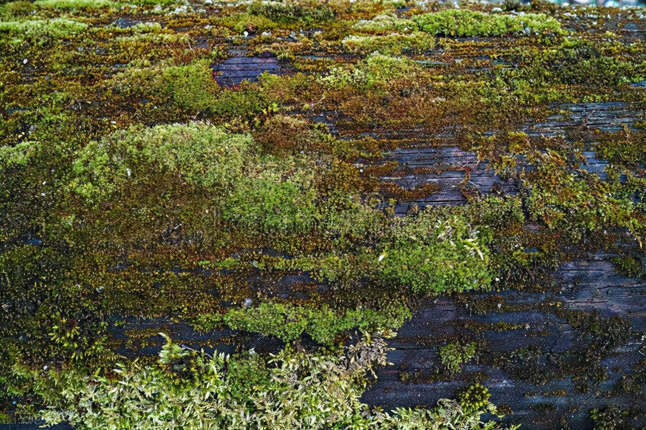 榆树苔衣绿盆景,榆树苔衣绿盆景图片