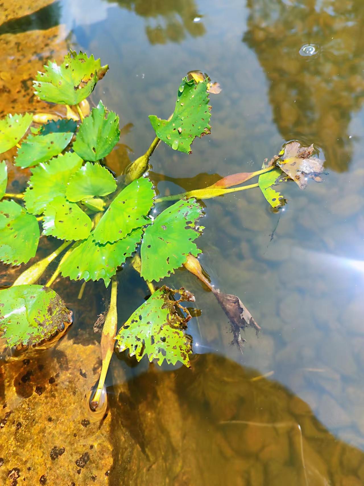 西塞山前白鹭飞图文,西塞山前白鹭飞风景