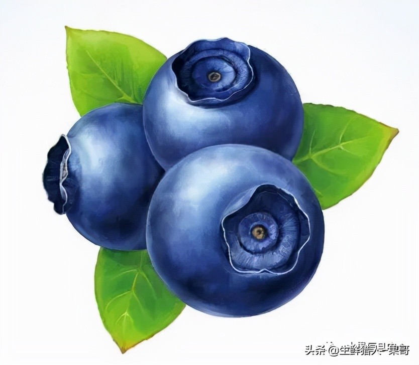 在水果中浆果是分哪几种,水果分类浆果