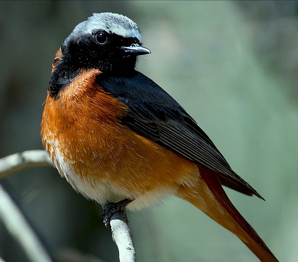 所有鸟图片大全大图,50张最佳鸟类摄影作品